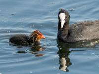 Bläßhuhn mit Küken